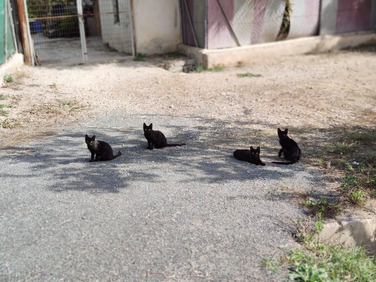 CatmurDe's tweet photo. CATMUR es una nueva asociación protectora de animales ubicada en Murcia capital. Se orienta principalmente a la protección de gatos, ya que en Murcia no hay un sistema CES (Captura-Esterilización-Suelta) y la administración tampoco ayuda en absolutamente nada […] https://t.co/QDQAimFxBC