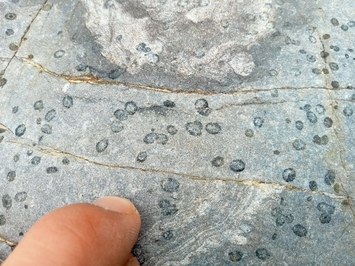 Geology_Tim's tweet photo. Now in the cordierite and staurolite zone (no staurolite in these pics) no evidence of melting yet but getting warmer #MSG22 https://t.co/wW8TDxHXhT
