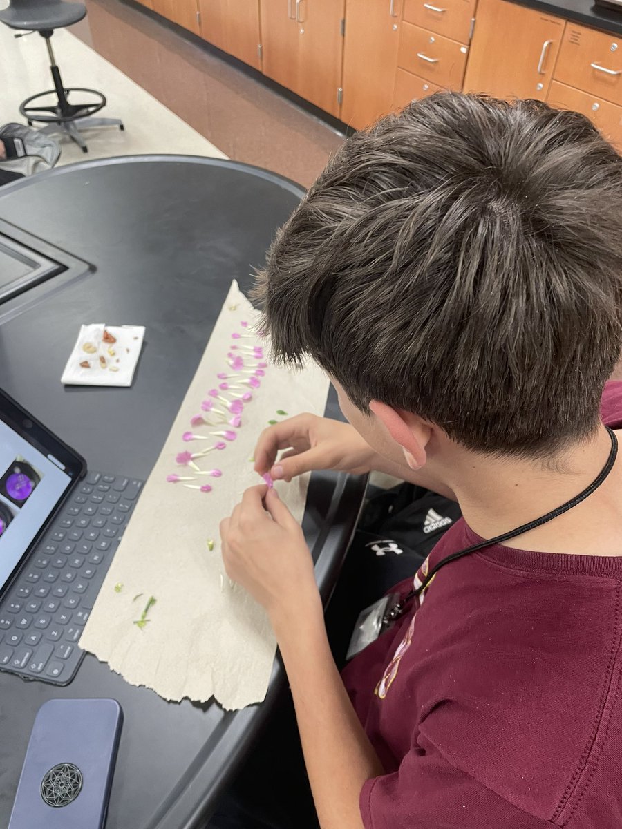 MarcusMrsD's tweet photo. Students explored plant systems with flower, seed dissections and leaf stomata microscopy @MHS9th https://t.co/nkJZGZLuHK