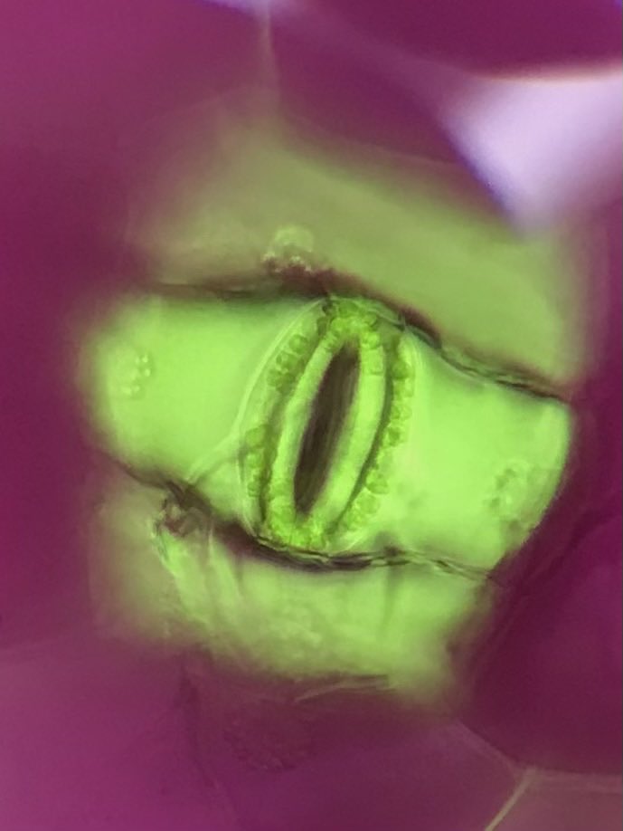 MarcusMrsD's tweet photo. Students explored plant systems with flower, seed dissections and leaf stomata microscopy @MHS9th https://t.co/nkJZGZLuHK