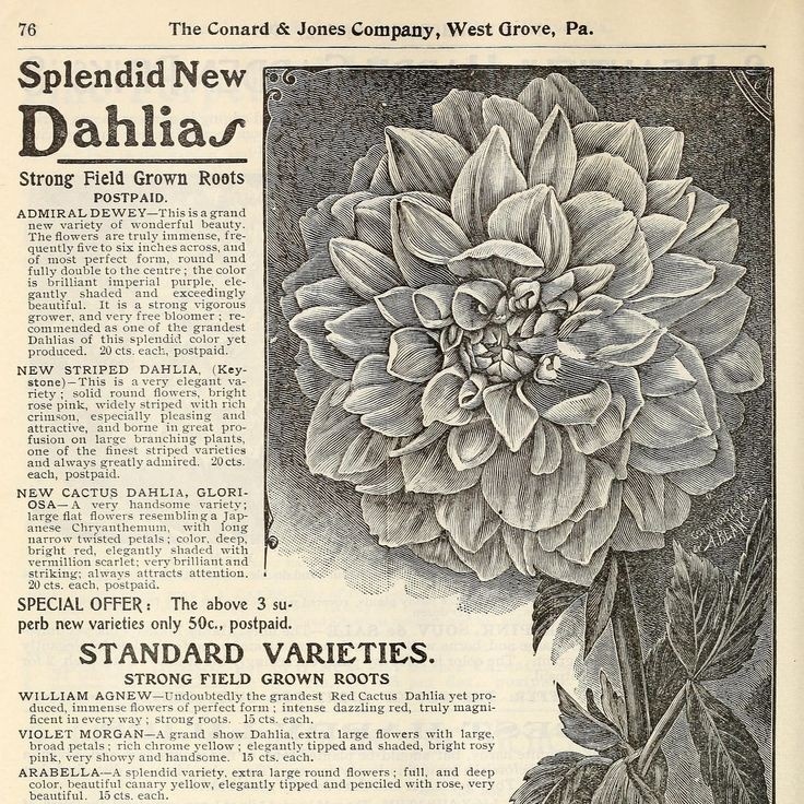 𝙳𝚊𝚛𝚔 𝚊𝚌𝚊𝚍𝚎𝚖𝚒𝚊 𝚍𝚛𝚎𝚊𝚖𝚜 tweet media