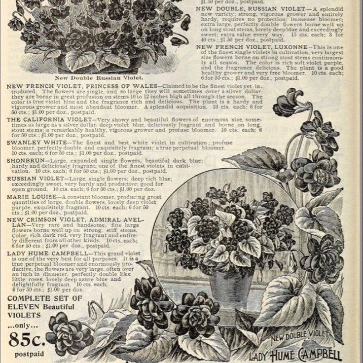 𝙳𝚊𝚛𝚔 𝚊𝚌𝚊𝚍𝚎𝚖𝚒𝚊 𝚍𝚛𝚎𝚊𝚖𝚜 tweet media