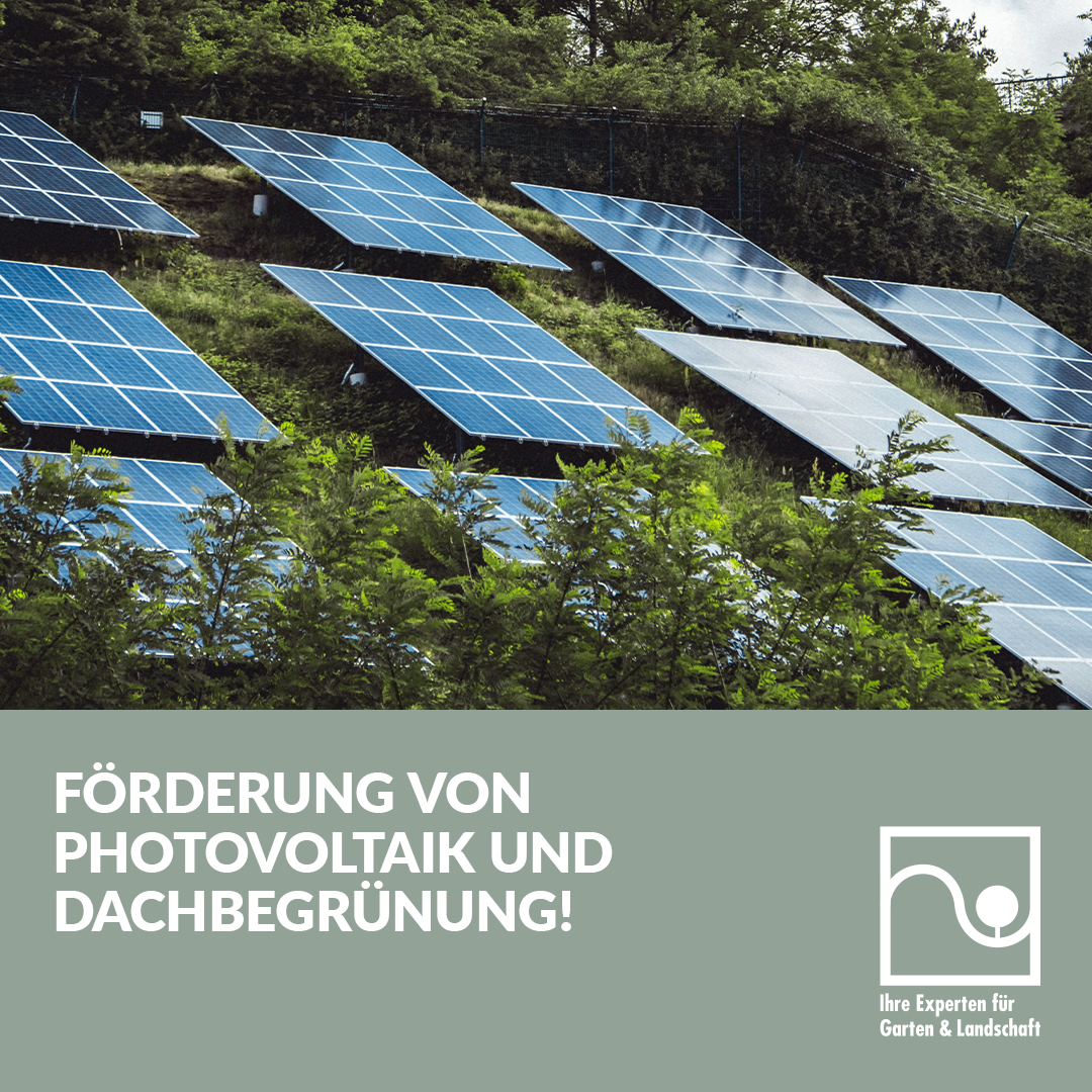 Wussten Sie, dass die Kombination von Photovoltaik und #Dachbegrünung die Leistungsfähigkeit von Photovoltaik-Anlagen im Sommer um bis zu 20 Prozent erhöht? 

Jetzt für die Förderung von Dachbegrünung stark machen – bei den #LandtagswahlenNRW 2022 im Mai. 

#GaLaBau #photovoltaik