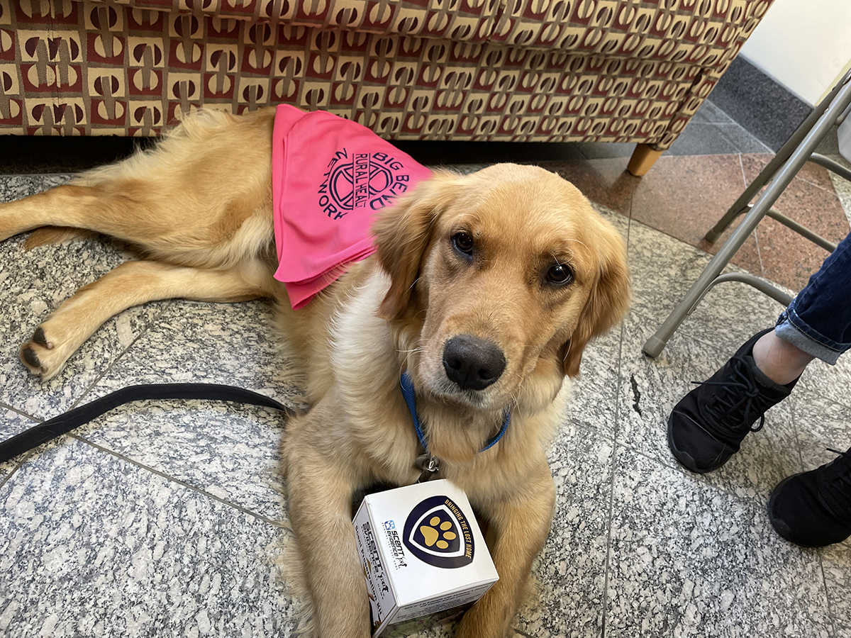 scentevidencek9's tweet photo. K9 Lucy was on hand to greet visitors to the Scent Evidence K9 Booth at the Alzheimer's Disease Education &amp; Training Conference. Lucy helped our Bringing The Lost Home Project Partners, The Alzheimer's Project, introduce their new Scent Kit program for Tallahassee. #ScentKit #Alz https://t.co/iq04hcT6Vn