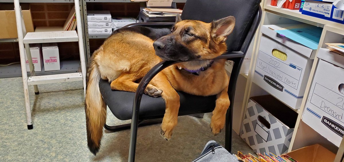 Avrigjoe42's tweet photo. @TheStarCompass I love german shepards soooo much, and Lara is the goodness girl ❤️ bonus pic https://t.co/vLDK2rK509