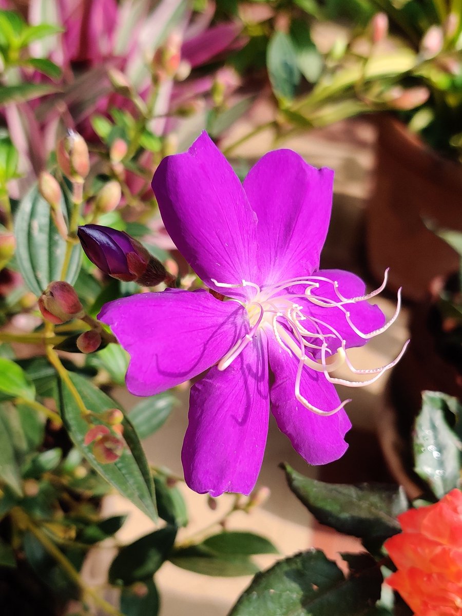 shaarmia_'s tweet photo. If I were a Princess, my crown would be made of flowers.
Princess Flower 💜
#shacamupz #oneplusclicks https://t.co/zrdrFcqMjb