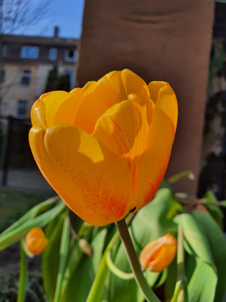 iridescentPhant's tweet photo. everything is flowering :> https://t.co/mA0DrJsJLo