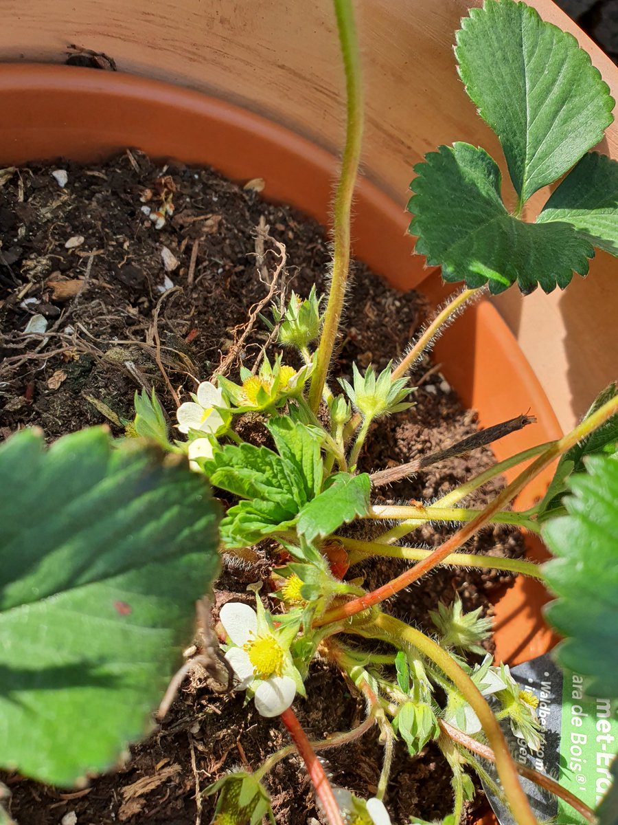 iridescentPhant's tweet photo. everything is flowering :> https://t.co/mA0DrJsJLo