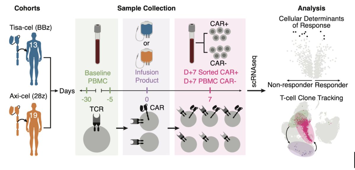 Today #AACR22, don’t miss @njharlen presenting on single-cell analysis of cellular dynamics underlying clinical response to #CARTcell therapy in #collab work with Cathy Wu and @MarcelaMaus labs (Talk #3575). Then, read more of the story @medrxiv: medrxiv.org/content/10.110…