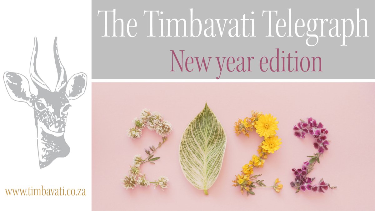 The long awaited Timbavati Telegraph - New Year Newsletter is out! - mailchi.mp/16c72e0f15ff/t…