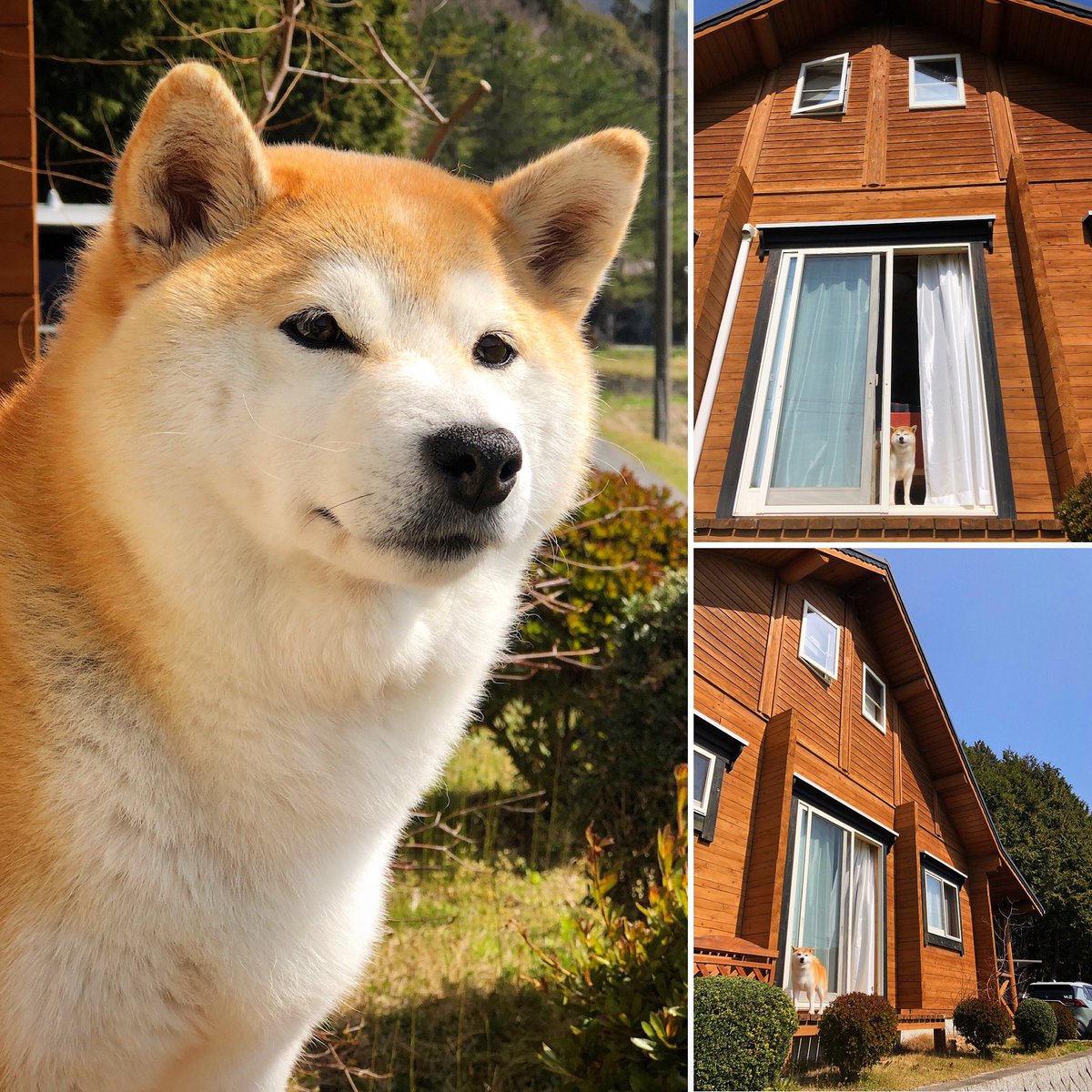kazechin's tweet photo. 姫子の部屋
姫子だよ🏡お家で日向ぼっこ☀️
桜は終わったけど🌸おだやかな日差しに爽やかな風🍃ゆうるりと流れる時間🎶そんなわたしのかけがえのない1日💗 https://t.co/KPGw82gs0j