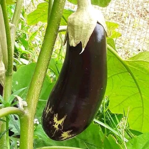 DrDennisOuma's tweet photo. The #Aubergine ; the dark purple variety are particularly rich in antioxidant polyphenol ,#chlorogenic acid ,as well as caffeic acid and flavonoids ,such as #nasunin that protect the heart from oxidative stress caused by free radicals in the body. Rich in potassium, folate. https://t.co/Gp3h2vLxbQ