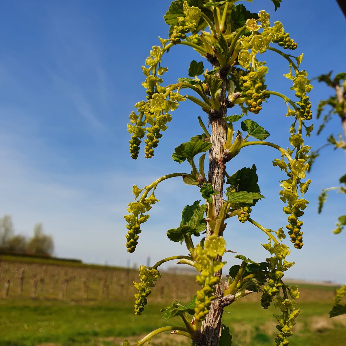 desikkert's tweet photo. Bloei bessen
#hollandsfruit #desikkert #opijnen #trotsopdeteler https://t.co/xRoVoqNuU7