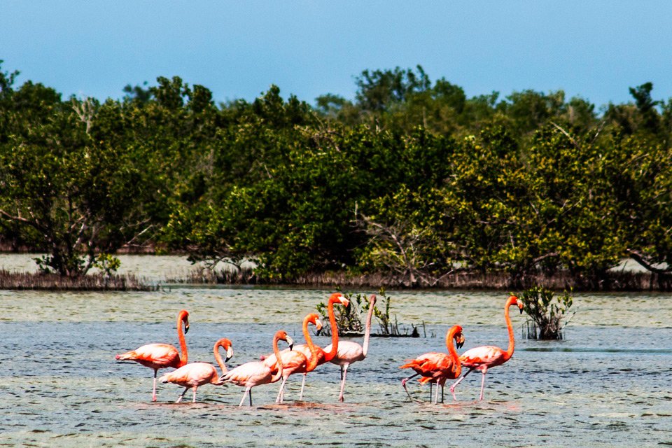 citmacuba's tweet photo. 12 de abril, Día de las Áreas Protegidas de Cuba; indispensables para la protección del patrimonio natural. Constituyen espacios para la conservación de los valores naturales históricos y culturales, el bienestar humano y la inclusión de diversos segmentos de la sociedad. https://t.co/sIdf94vvNu