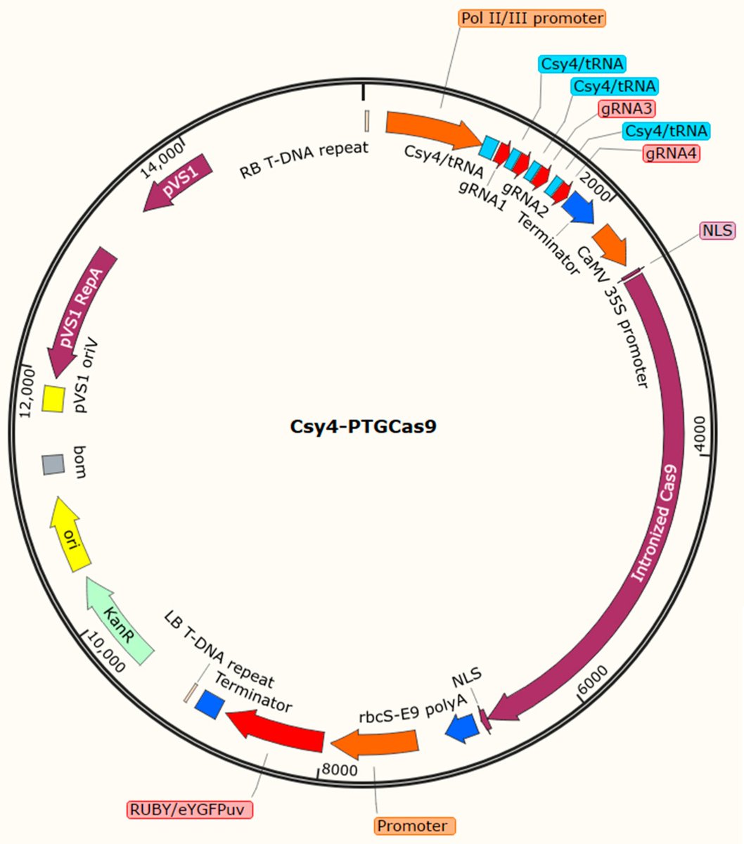 DTorkamaneh's tweet photo. Latest from the lab;
CRISPR/Cas9 in Planta Hairy Root Transformation: A Powerful Platform for Functional Analysis of Root Traits in Soybean
https://t.co/y0l0N4tQIk
#soybean #CRISPR #genomics #function #IBIS #FSAA https://t.co/tLe3UAXYBn