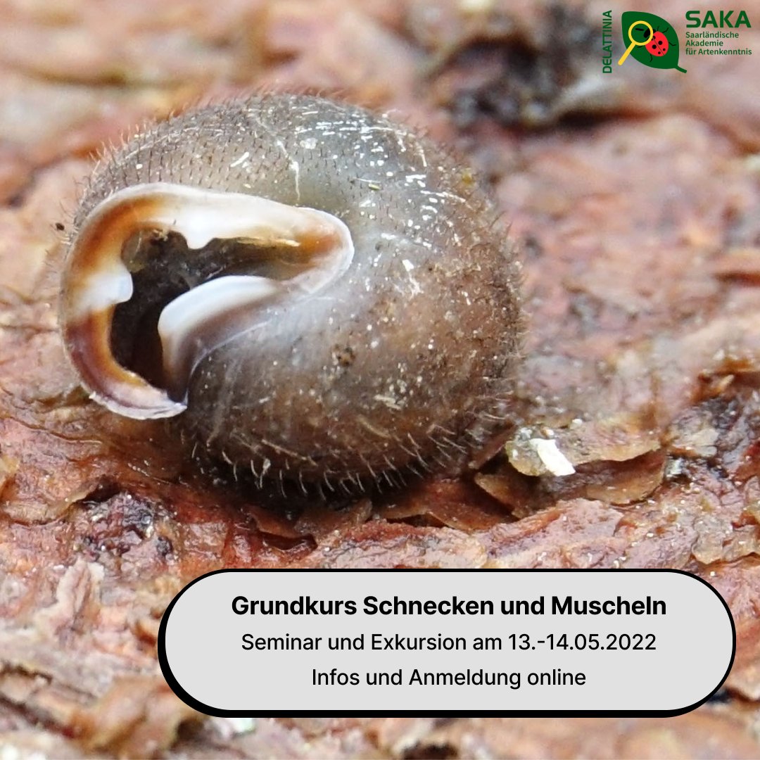artenkenntnis's tweet photo. Linksgewunden, rechtsgewunden, gerippt, genarbt, behaart, kugelig, linsenförmig ..., die Welt der Schnecken und Muscheln ist äußerst variabel.
Infos und Anmeldung: https://t.co/DnlBLDRG9F
#foertax #bpbv #biologischevielfalt #mollusk #schnecken #artenkenntnis #biodiversity https://t.co/dNYqojtmxq