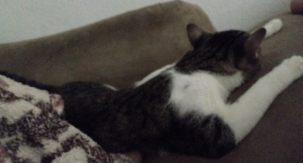 userbrasileiru's tweet photo. meu gato deitou em cima do meu pé, fui tentar mexer pq deu câimbra e ele me assassinou com o olhar...
amigos que quiserem me ver venham até em casa pq daqui eu só levanto qndo o júpiter decidir que vou levantar https://t.co/liDgQ55r0K