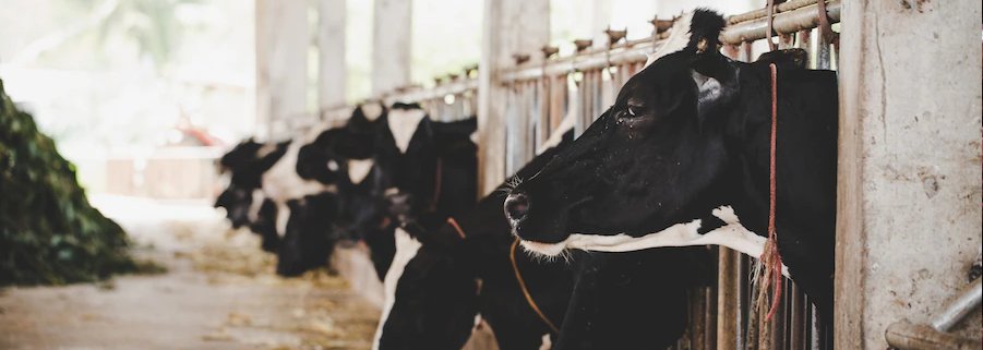 VitagoraGNS's tweet photo. [BLOG] Réduire la part de soja importé dans l’#AlimentationAnimale et limiter l’impact environnemental des #Elevages 🐮🐷🐔: c'était l'objectif du projet #Proleval @Valorex_ @INRAE_France @DijonCereales @terrenacoop 
➡️Résultats à lire sur https://t.co/jRwDUdMiri https://t.co/G7xvfZBQgG