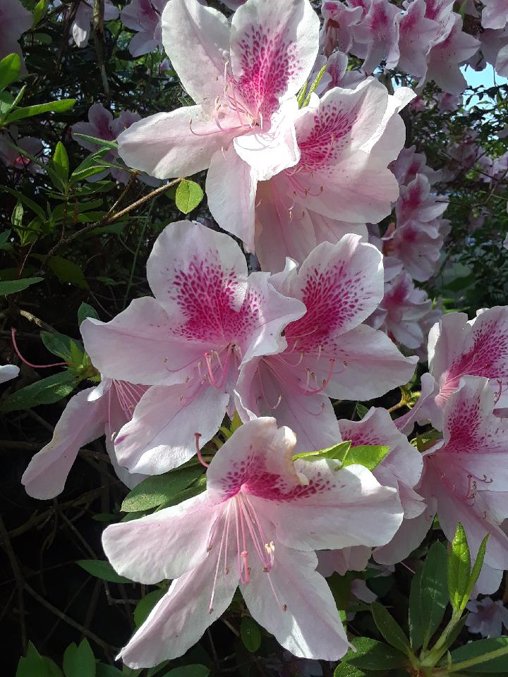 The rush of Spring. "George L. Tabor" Azalea