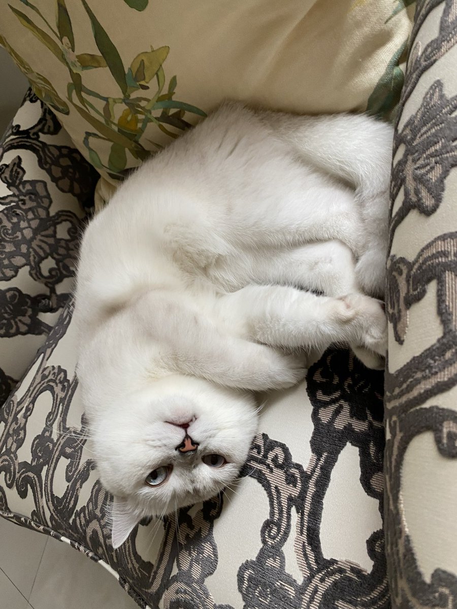 Kittigap tweet media