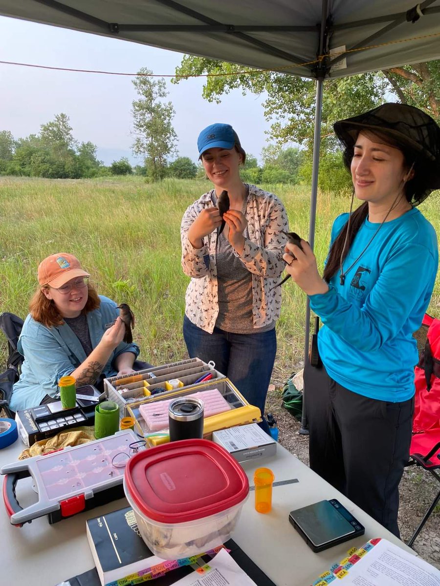 INHSPACELab's tweet photo. Meet Anastasia Rahlin, ornithologist and UBAP program head in the PACE lab. Anastasia's research examines impacts of urbanization and climate change on cryptic wetland birds. Stay tuned for updates at:
https://t.co/4b0ZImW31A @AnaRahin
#birds #conservation #INHS #inhspacelab https://t.co/mi6kUkLmOY