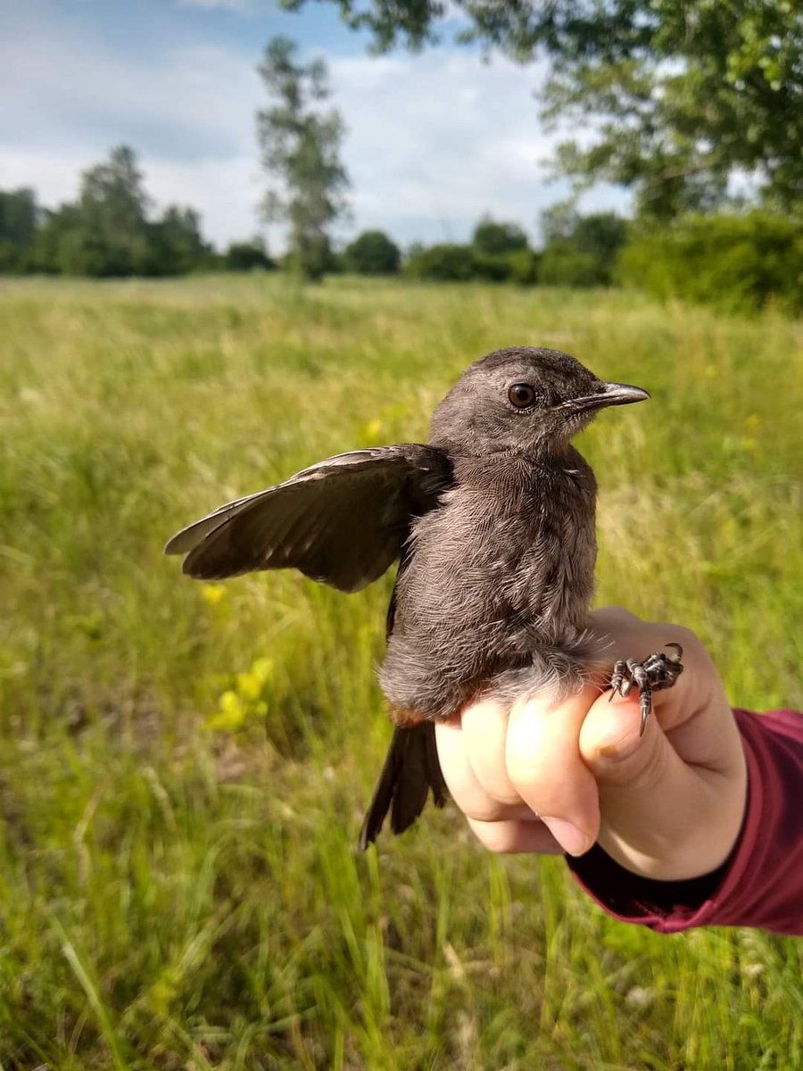 INHSPACELab's tweet photo. Meet Anastasia Rahlin, ornithologist and UBAP program head in the PACE lab. Anastasia's research examines impacts of urbanization and climate change on cryptic wetland birds. Stay tuned for updates at:
https://t.co/4b0ZImW31A @AnaRahin
#birds #conservation #INHS #inhspacelab https://t.co/mi6kUkLmOY