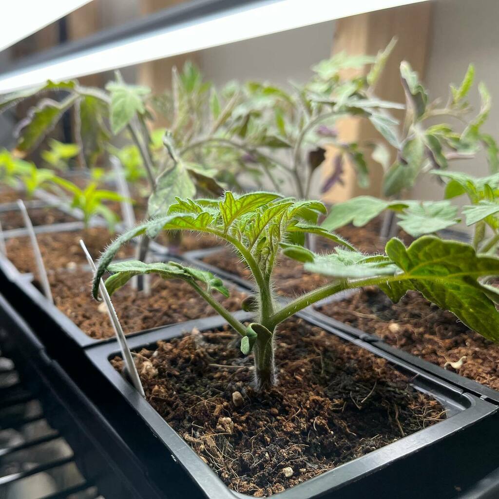 Levi McGranahan tweet media