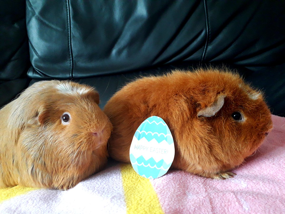 Nicolosobell27's tweet photo. @PetsatHome Wispa & Willow are egg-sited to receive their #VIPEaster egg! https://t.co/4lkWzm3wbE