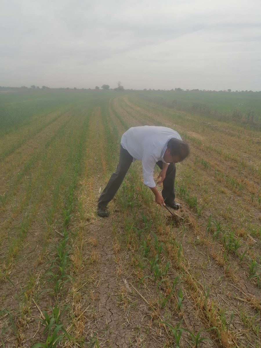 _mazcorro's tweet photo. La Agricultura de Conservacion en la Laguna, la solución inmediata a la problemática agrícola, en hora buena!!! que no pare!!! https://t.co/mBcYjkZ9ri