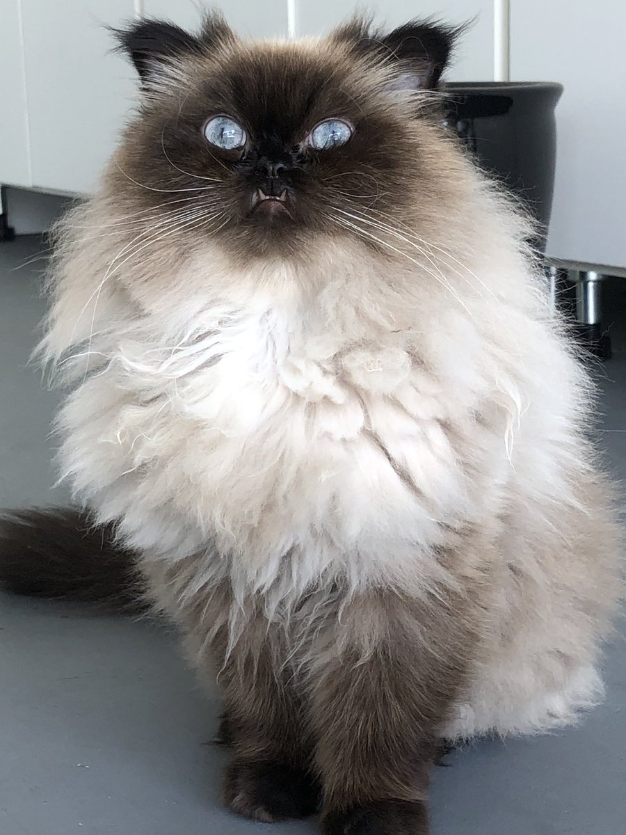 MigsRunner's tweet photo. Dr. Mittens already overwhelmed by clinic this morning
#CatsOfTwitter #CatsOnTwitter #telehealth #MIGS #MIGSlife #gynfluencer #CatAndHome https://t.co/WrOCYjQKCx