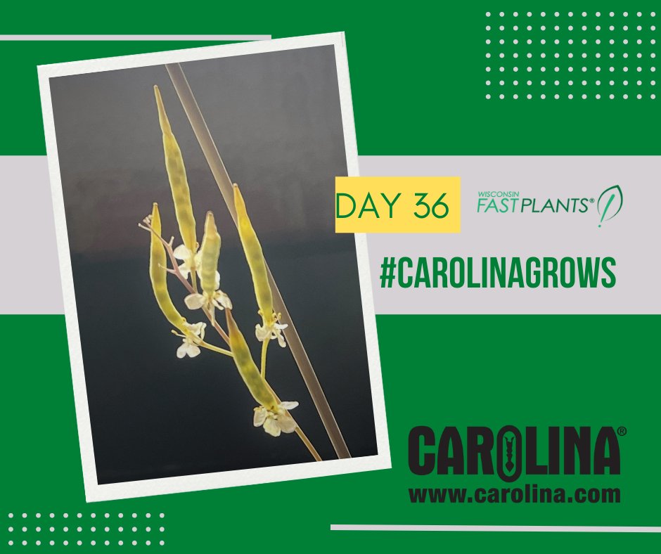 CarolinaBio's tweet photo. Day 36: The pods are fully mature now.  With the sun shining through the pods you can see the seeds. We will take them off of the water and let them dry for 4-5 days before we harvest the seeds.  @fastplants

#carolinagrows #wisconsinfastplants https://t.co/RHRfH8bcDw