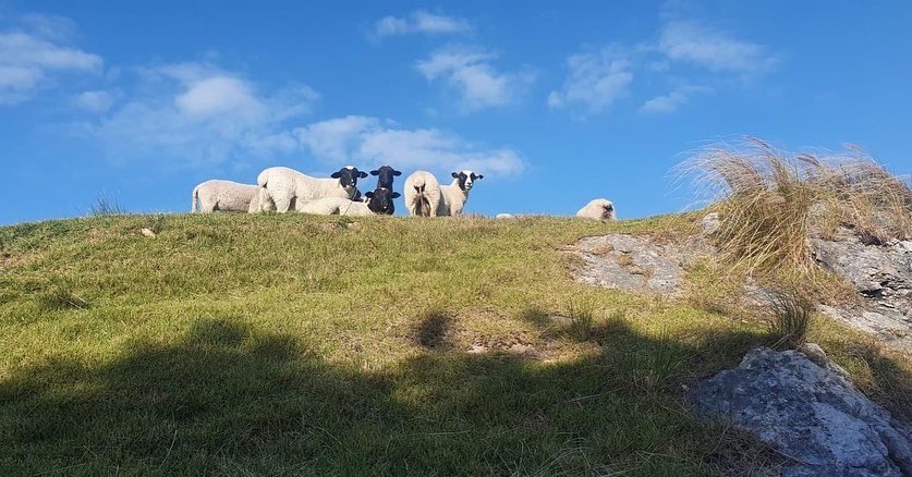 NatlMuseumBDA's tweet photo. Cruise ships are baaaack in Dockyard!
We were caught by the sheep-a-razzi this morning trying to figure out what those big sheep in the water are...do we look as confused as we feel?
#nmbsheep #museumsheep #sillysheep https://t.co/SPrXFWYdqo