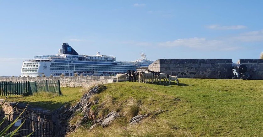 NatlMuseumBDA's tweet photo. Cruise ships are baaaack in Dockyard!
We were caught by the sheep-a-razzi this morning trying to figure out what those big sheep in the water are...do we look as confused as we feel?
#nmbsheep #museumsheep #sillysheep https://t.co/SPrXFWYdqo
