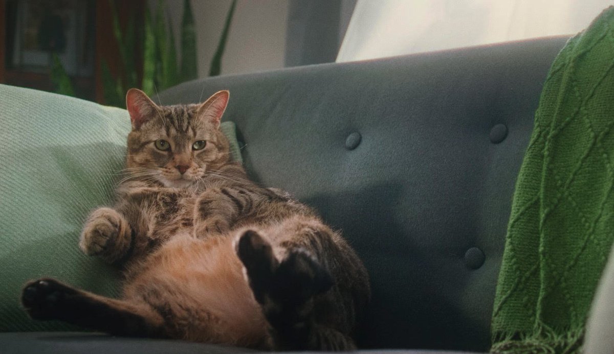 ImmediateGroup's tweet image. Yesterday was #NationalPetDay2022 and we were proud to be on set with our star, Nugget the cat.