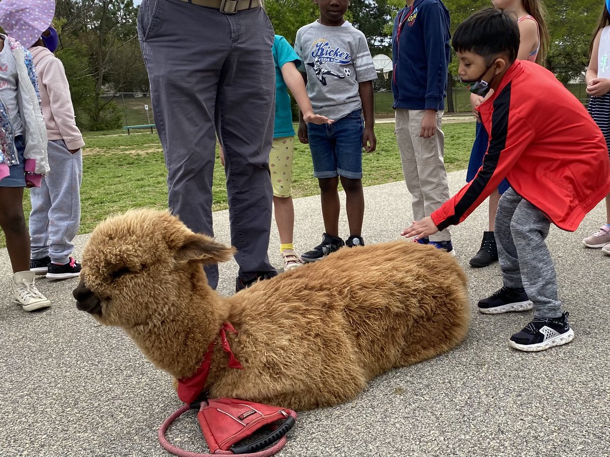 After researching alpacas for the past week, it was such a treat to have Pumpkin come visit us this morning! <a href="/BESFirefly/">Ballentine Elementary</a>