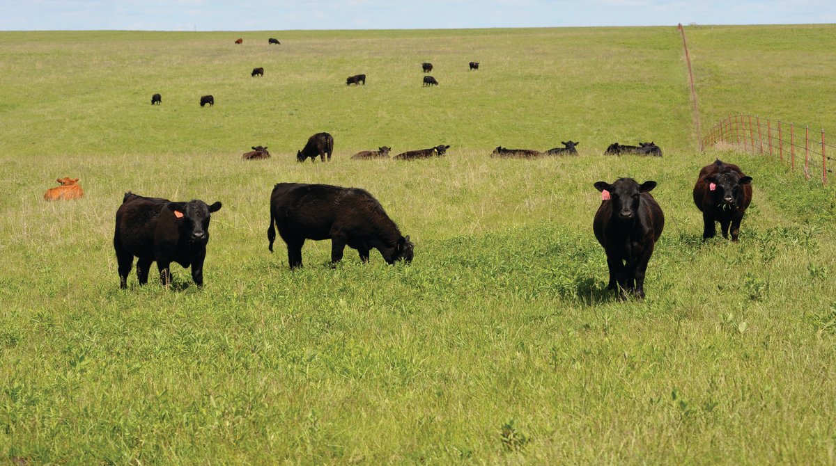 KSREBookstore's tweet photo. The 2022 Hays Roundup Research Report is available online - https://t.co/jZFgitCtfs! Check it out to learn more about #beef production and rangeland topics. @KStateAgRsch https://t.co/Pmm9EmklRg