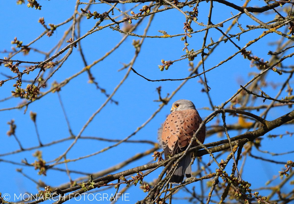MonarchFotogra1's tweet photo. Just beautiful. #kestrell #birds #BirdsSeenIn2022 #birdsofprey #nature #NaturePhotography #photographer https://t.co/1MxXfO5EMq