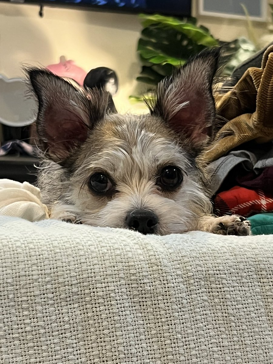 KafuRubi's tweet photo. Mom says, the eyes are the windows of a soul. Can you see my soul? 💙Kafu💙 #dogsoftwitter #DogsAreFamily #dog #petlovers https://t.co/FihOhDvBYS
