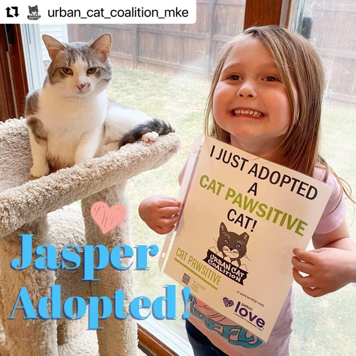 JGalaxyProject's tweet photo. #CatPawsitive graduates at @UrbanCatsMKE are getting scooped up quick! Jasper here was adopted! The Cat Pawsitive program is a grant through us, @GreaterGoodorg &amp; @petcolove which uses #clickertraining to help adult cats get adopted. Who can say no to a cat that high fives?! https://t.co/Amdgbv85Mx
