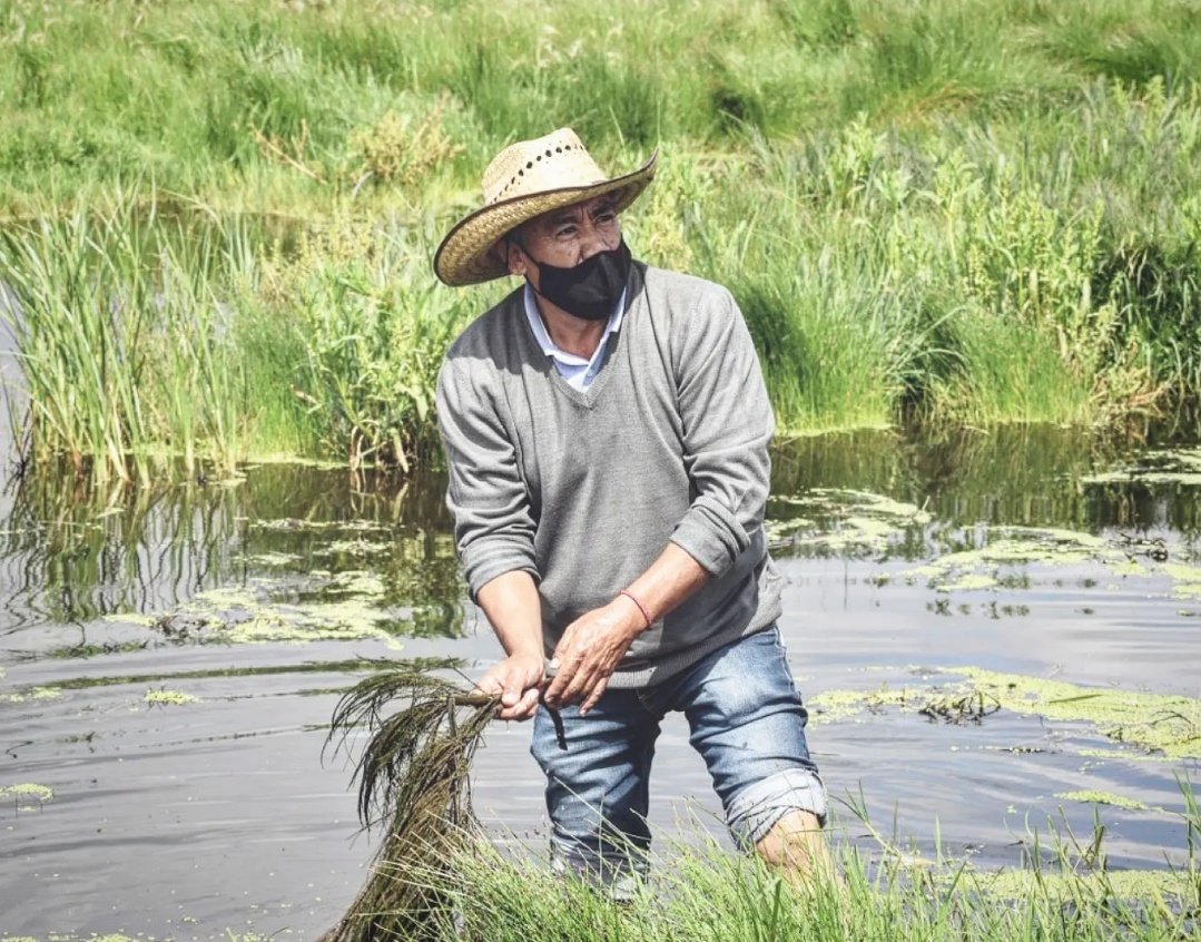 Cosecha de agua le han llamado varios historiadores al conjunto de actividades productivas lacustres realizadas por los pueblos de la Cuenca de México.

#YoPrefieroElLago #ManosAlaCuenca #AquíProtegemosLaVida