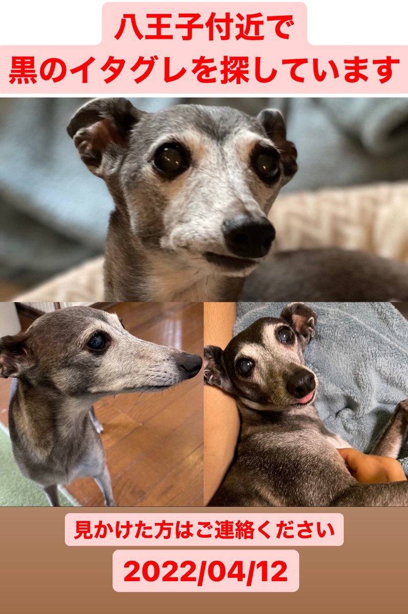 八王子でイタグレ探しています S Tweet 拡散希望 拡散希望rt協力お願い致します イタグレ 八王子 犬 迷い犬 迷子犬 迷子ペット 迷子犬センター 八王子付近で黒のイタグレを探しています 女の子です 些細な情報でもいいので 教えていただきたいです 八王子でイタグレ探しています S Tweet 拡散希望 拡散希望rt協力お願い致します イタグレ 八王子 犬 迷い犬 迷子犬 迷子ペット 迷子犬センター 八王子付近で黒のイタグレを探しています 女の子です 些細な情報でもいいので 教えていただきたいです
