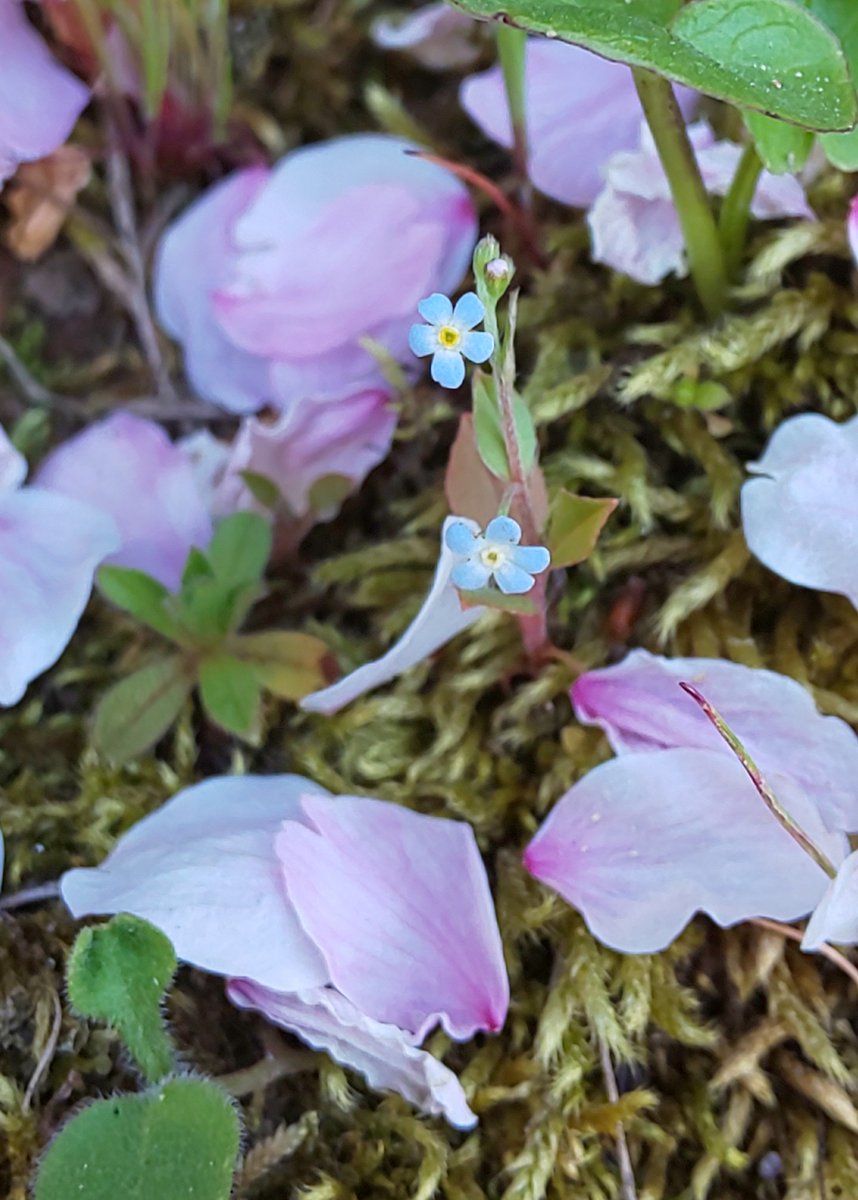 キュウリグサとノハラムラサキの違い 見分け方を分かりやすく解説 自然植物図鑑