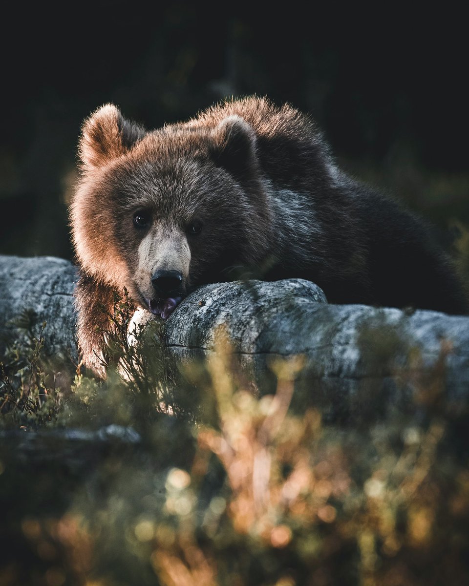 This young bear is probably thinking about honey 🍯 What do you think? 🐻
I’m going back to the Finnish wilderness again this summer, and hopefully meet this creatures again. Have to say that I’m really looking forward to that and to visit Finland again 🇫🇮