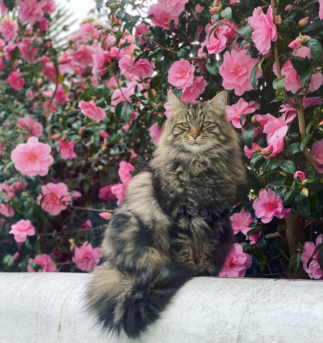 SusanCalman's tweet photo. Susan's #CatOfTheDay is the majestic Mordecai.

Thank you @helfish1 for sharing this pic! https://t.co/9J0ZeTOYCy