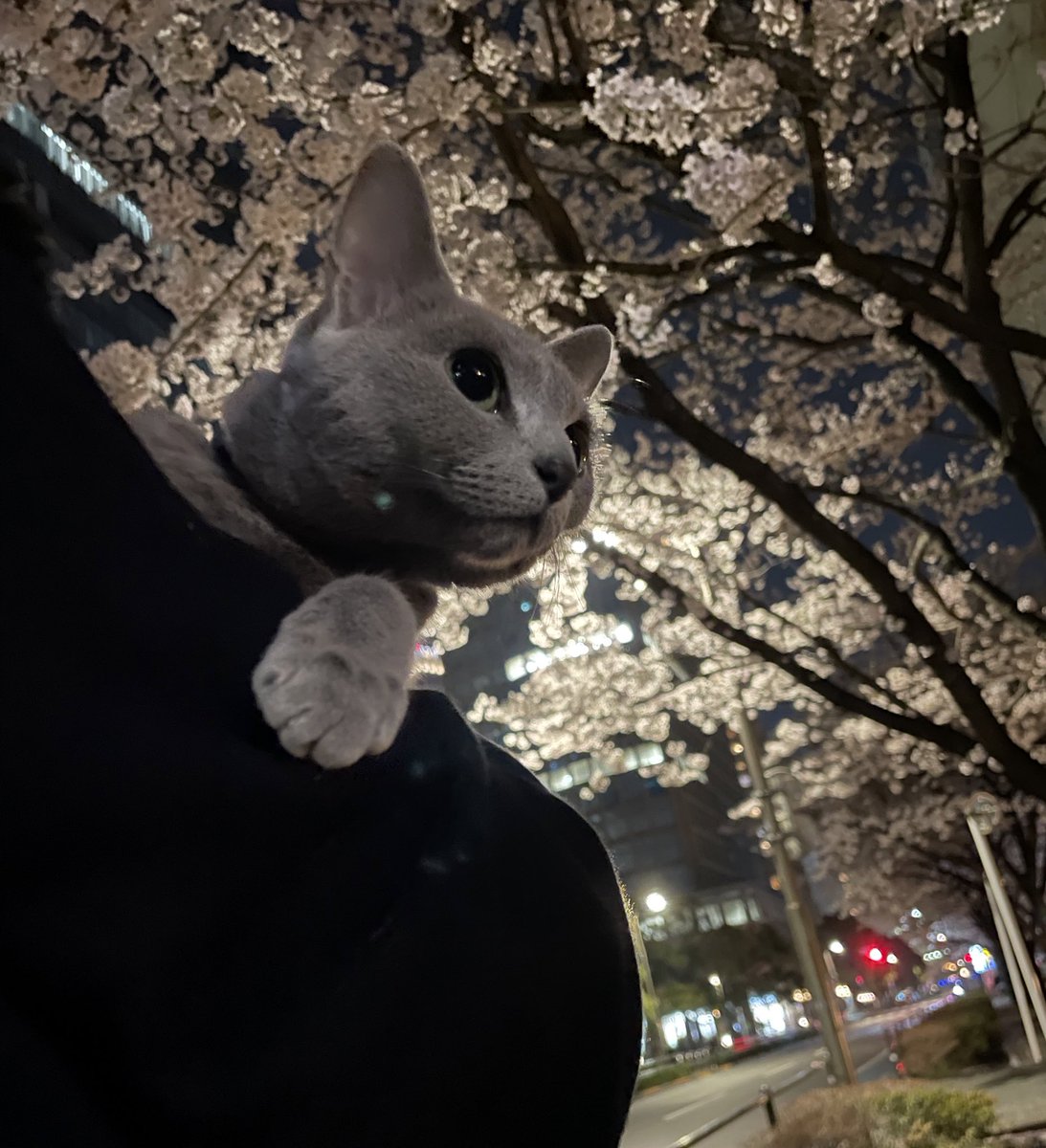 mocotancat's tweet photo. もこたんのお花見②
#お花見
#ロシアンブルー  #猫のいる生活 #猫好きさんと繋がりたい #mocotancat #ねこすたぐらむ https://t.co/vQxC3mO4S1