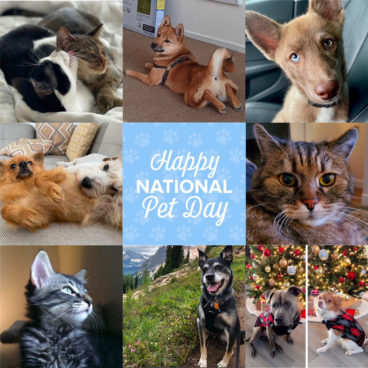 designerds_co's tweet photo. We love to celebrate our fur-family members. For #NationalPetDay, at ATOMIC D, we gave our pets the spotlight that they deserve! Take a look at our incredibly adorable Atomic D micro-members! #Pets #Love #ATOMICD #Design https://t.co/OQDWqPIV9P