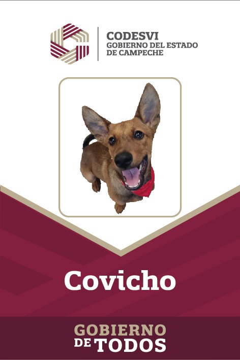 codesvicampeche's tweet photo. Oficialmente presentamos a "Covicho" el nuevo integrante de la familia #Codesvi quien ya comparte el día a día con nosotros desde hace un mes y medio.
#CampecheGobiernoDeTodos https://t.co/LzSAfrYdf8