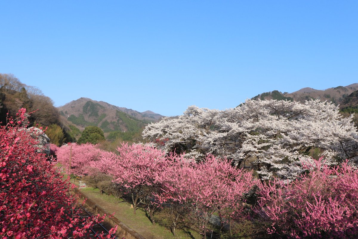 727827's tweet photo. 🌸🌸🌸群馬県、神戸(ごうど)駅🌸🌸🌸 https://t.co/LFI5s4EKux