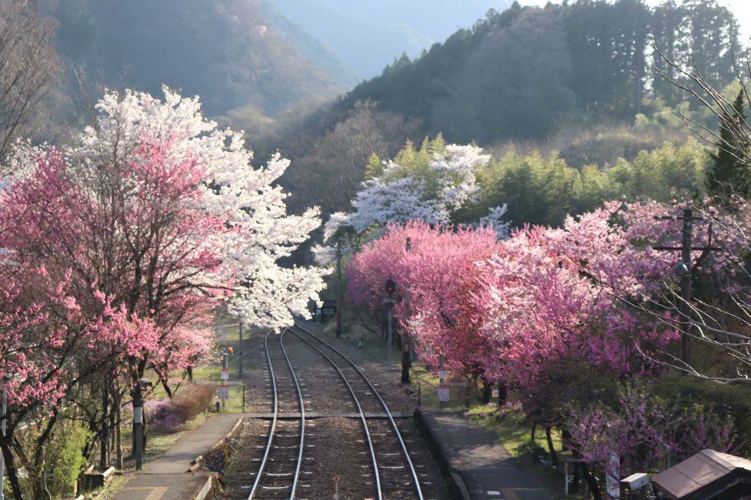 727827's tweet photo. 🌸🌸🌸群馬県、神戸(ごうど)駅🌸🌸🌸 https://t.co/LFI5s4EKux