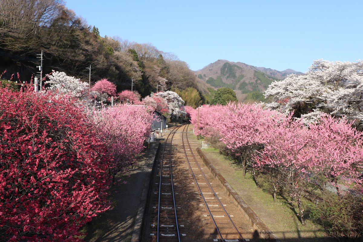 727827's tweet photo. 🌸🌸🌸群馬県、神戸(ごうど)駅🌸🌸🌸 https://t.co/LFI5s4EKux